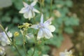 `Amalie`s Columbine` flower - Aquilegia Amaliae Royalty Free Stock Photo