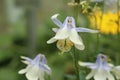 `Amalie`s Columbine` flower - Aquilegia Amaliae Royalty Free Stock Photo