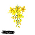 Amaltas - Cassia fistula ayurvedic herb, flower. digital art illustration with text isolated on white. Healthy organic spa plant Royalty Free Stock Photo