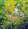 Amaltas flower,sweet Acacia tree flower Royalty Free Stock Photo