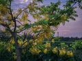 Amaltas or Golden Shower tree, Assam Royalty Free Stock Photo