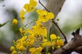 Amaltas or Golden shower tree or  Indian Laburnum Amaltas, Golden shower tree, Indian Laburnum Flowers Royalty Free Stock Photo