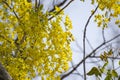 Amaltas Golden shower tree  Indian Laburnum Cassia fistula  Flowers Royalty Free Stock Photo