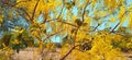 Amaltas Golden shower yellow flower tree Royalty Free Stock Photo