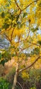 Amaltas Golden shower yellow flower tree photo Royalty Free Stock Photo