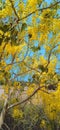 Amaltas Golden shower yellow flower tree stock Royalty Free Stock Photo