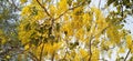 Amaltas Golden shower yellow flowers Royalty Free Stock Photo