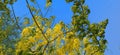 Amaltas Golden shower yellow flowers snap Royalty Free Stock Photo