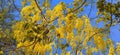 Amaltas Golden shower yellow flowers stock Royalty Free Stock Photo