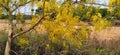 Amaltas Golden shower yellow flowers tree snap Royalty Free Stock Photo