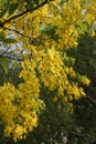 amaltas summer yellow flowers India Royalty Free Stock Photo