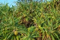 Fragrant Screw Pine Tree or Pandanus fascicularis or Pandanus odorifer or kewra or keora or k