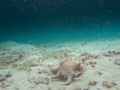 Harpago chiragra or Chiragra spider conch or sea snail found near Kasari Fishing Port at Amam