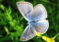 Amanda blue butterfly Royalty Free Stock Photo