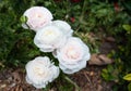 Amandine Snowflake Ranunculus. Blooming Aviv White Plant with Green Leaves, Blue Sky on