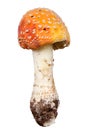 Amanita