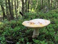 Amanita aprica Mushroom Royalty Free Stock Photo