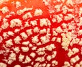 Amanita as backgroundred with white spots
