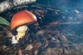 Amanita caesarea in the ground