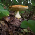 Amanita caesarea or Caesar`s mushroom with orange cap and yellow stipe and gills in forest, healthy edible fungus