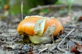 Amanita caesarea, caesar's mushroom