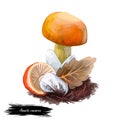Amanita caesarea Caesars mushroom, edible mushroom in genus Amanita. Flat-bulb mushroom edible fungus isolated on white. Digital