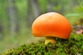 Amanita caesarea mushroom