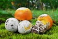 Amanita caesarea mushroom