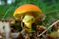 Amanita caesarea mushroom