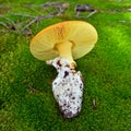 Amanita caesarea mushroom