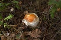 Amanita Caesarea Mushroom Royalty Free Stock Photo