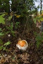 Amanita Caesarea Mushroom Royalty Free Stock Photo
