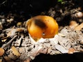 Amanita cesarea, the most appreciated mushroom in the world. Even the romans ate them. An excellent food with delicate flavor and