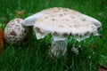 Amanita citrina in autumn forest close up