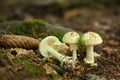 Amanita citrina inedible fungus grows