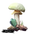 Amanita citrina or mappa, false death cap mushroom closeup digital art illustration. Boletus has white cap, stem and volva.