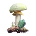 Amanita citrina or mappa, false death cap mushroom closeup digital art illustration. Boletus has white cap, stem and