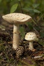 Amanita citrina