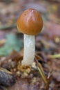 Amanita crocea,Amanita fulva mushroom in pine forest Royalty Free Stock Photo