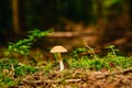 Amanita crocea (Amanita crocea) mycorrhizal mushroom, an edible mushroom peeks out above the moist moss