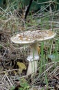 Amanita excelsa