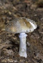 Amanita excelsa,also known as the European false blushing amanita,is a species of fungus in the family Amanitaceae.