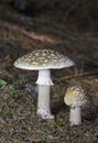 Amanita excelsa,also known as the European false blushing amanita,is a species of fungus in the family Amanitaceae.