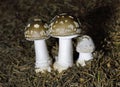 Amanita excelsa,also known as the European false blushing amanita,is a species of fungus in the family Amanitaceae.