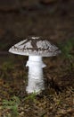 Amanita excelsa,also known as the European false blushing amanita,is a species of fungus in the family Amanitaceae. Royalty Free Stock Photo