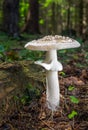 Amanita excelsa Royalty Free Stock Photo