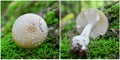 Amanita excelsa mushroom Royalty Free Stock Photo