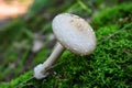 Amanita excelsa