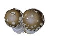 Amanita excelsa on white background. Royalty Free Stock Photo