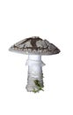 Amanita excelsa on white background. Royalty Free Stock Photo